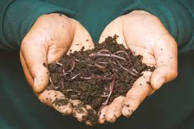 saygreens varmicompost