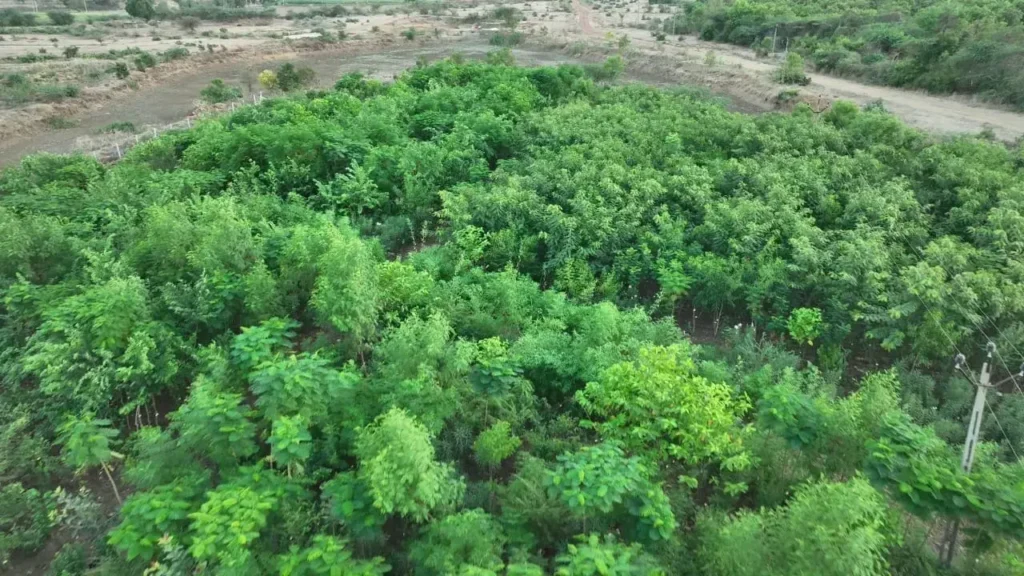 What is the Miyawaki forest method?